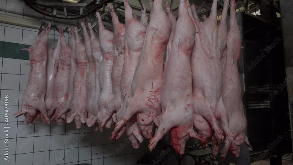 Pigs hanging in slaughterhouse cutting chain Pigs hanging in slaughterhouse cutting chain