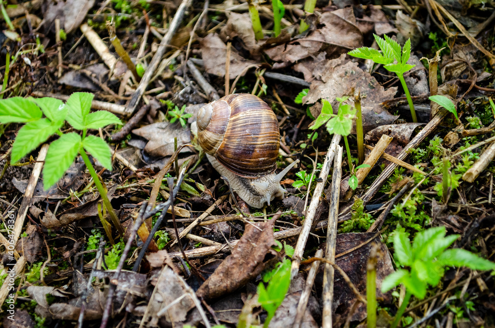 snail crawling on the ground at their summer cottage . snail crawling on the ground at their summer cottage .