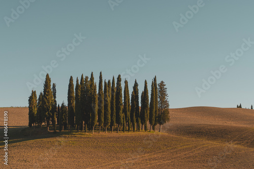 landscape with cypress trees in Tuscany  Italy