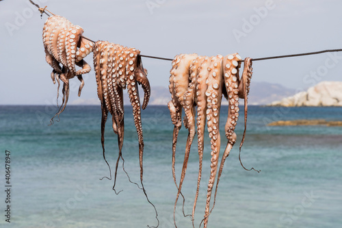 freshly caught octopus on Milos island, Greece