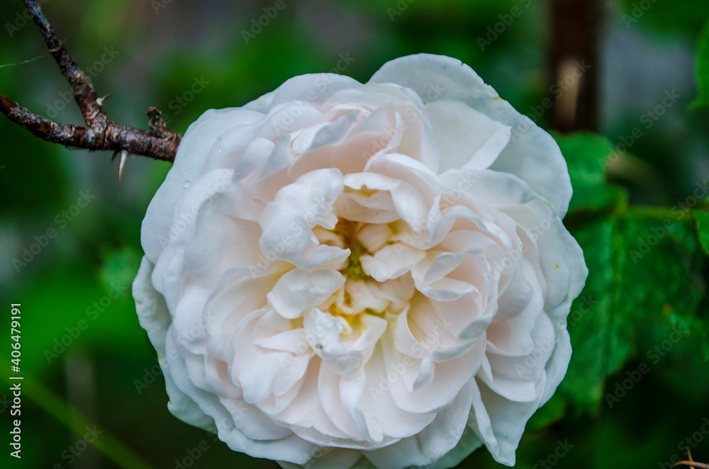 peony flower in the village in the garden .