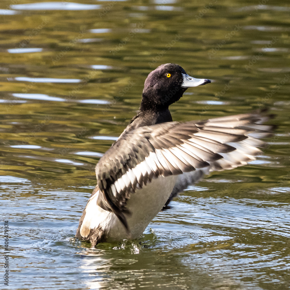 Wild duck at the Kleinhesseloher Lake in English Garden in Munich, Germany Wild duck at the Kleinhesseloher Lake in English Garden in Munich, Germany