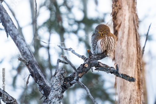 Northern Pygmy Owl (Glaucidium californicum) perched on a tree branch in a forest wildlife background. Owl hunting at sunset photo