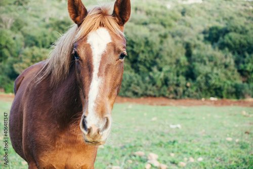 portrait of a golden horse in a green field