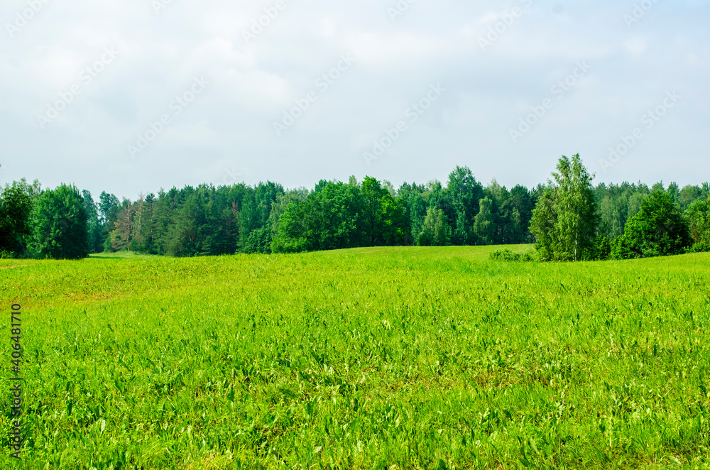 landscape field with hills and forests in summer .