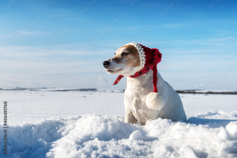 White jack russel terrier puppy in stylish red santa hat on snowy field at sunrise. Christmass and New Year greeting card