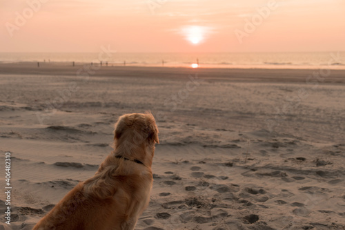 golden retriever dog at the beach