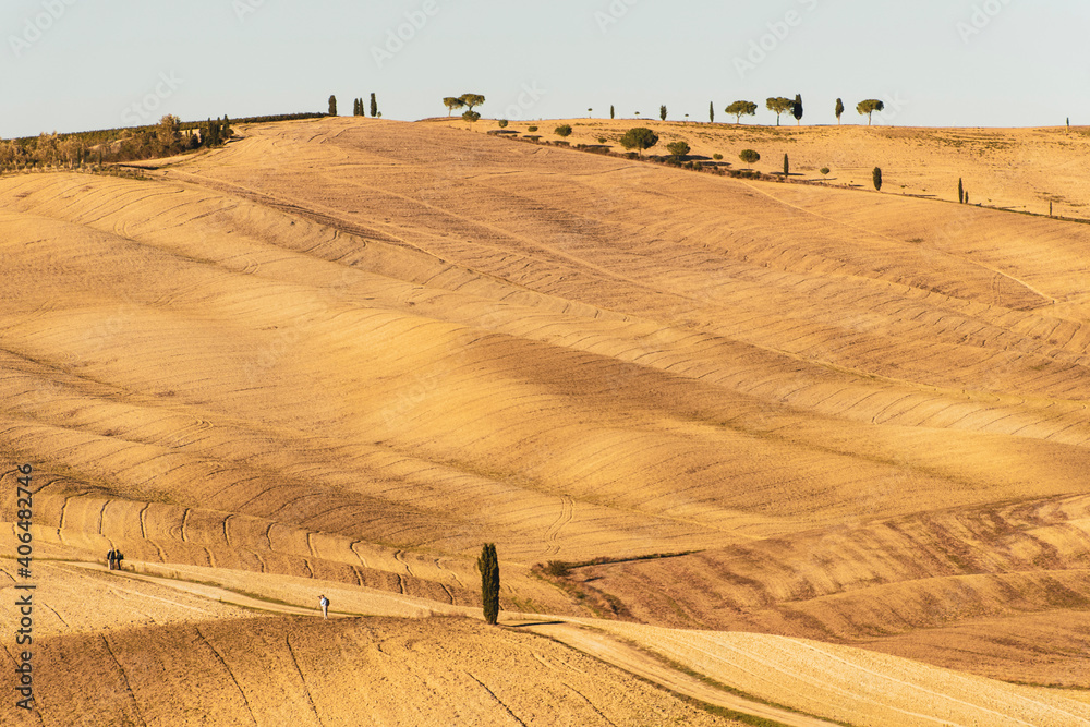 Obraz premium field of wheat in Tuscany, Italy