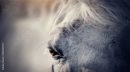 Gray horse's eye close-up.