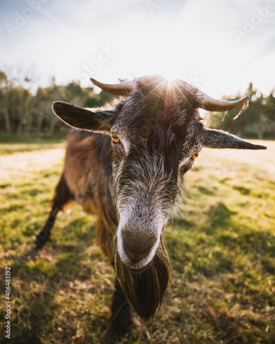 portrait of a goat