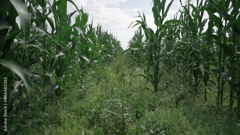 field of green corn. slow motion camera along the young stems. field of green corn. slow motion camera along the young stems.