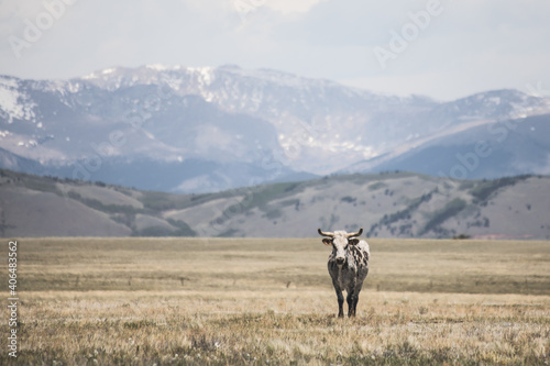 Fototapeta Naklejka Na Ścianę i Meble -  High Country Cattle