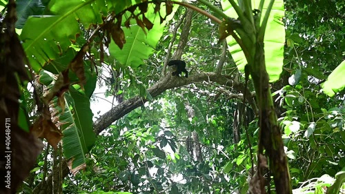 Nationalpark Corcovado, Tayra photo