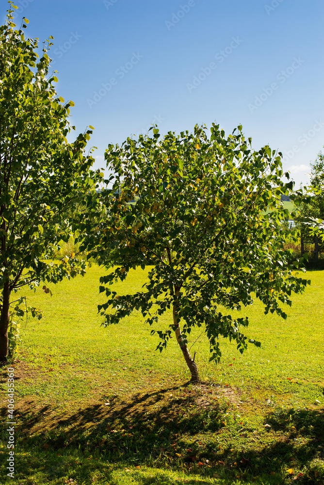 young birch trees in summer grow in flat terrain
