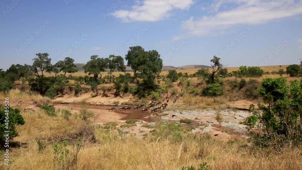Wide view of herd of wildebeest migrating across shallow river on hot summer day in the Serengeti, African Savanna, Kenya, Africa. Wide view of herd of wildebeest migrating across shallow river on hot summer day in the Serengeti, African Savanna, Kenya, Africa.