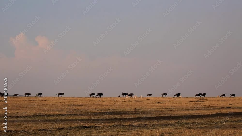 Beautiful wide view of wildbeest herd running in a row across hill on the horizon during warm sunset in the African Savanna of Kenya Beautiful wide view of wildbeest herd running in a row across hill on the horizon during warm sunset in the African Savanna of Kenya