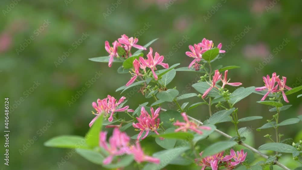 Small delicate pink flower petals against green bokeh background Small delicate pink flower petals against green bokeh background