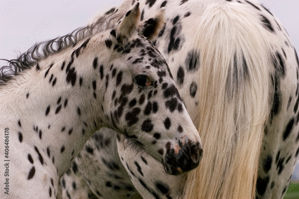 Foal and mother of the Danish Knabstrup race Foal and mother of the Danish Knabstrup race