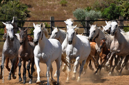 Fotografija Pure bred Spanish colts gallopping