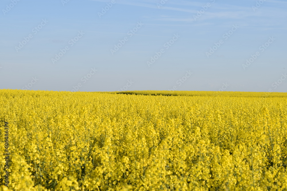 field of yellow rapeseed