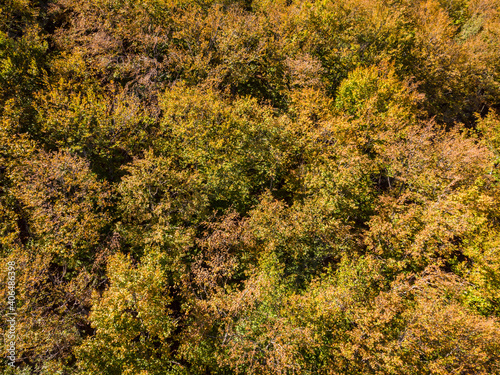 beech of Tejera Negra, Sierra Norte de Guadalajara Natural Park, Cantalojas, Guadalajara, Spain