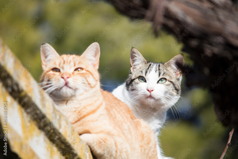 Dos gatos mirando a lo lejos muy atentos.