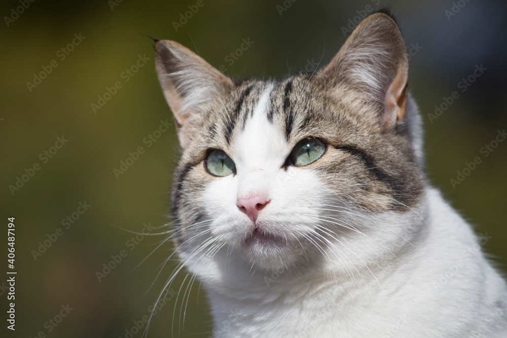 Primer plano de un gato con ojos azules verdosos.
