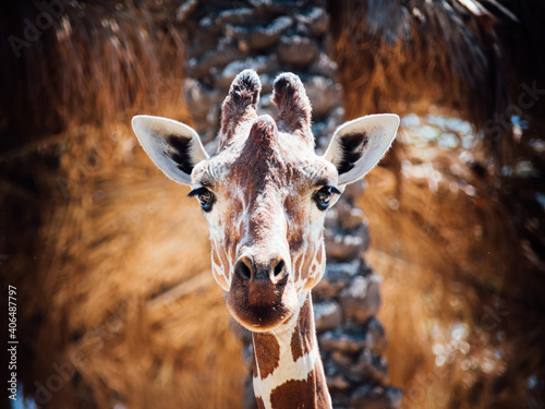close portrait of giraffe