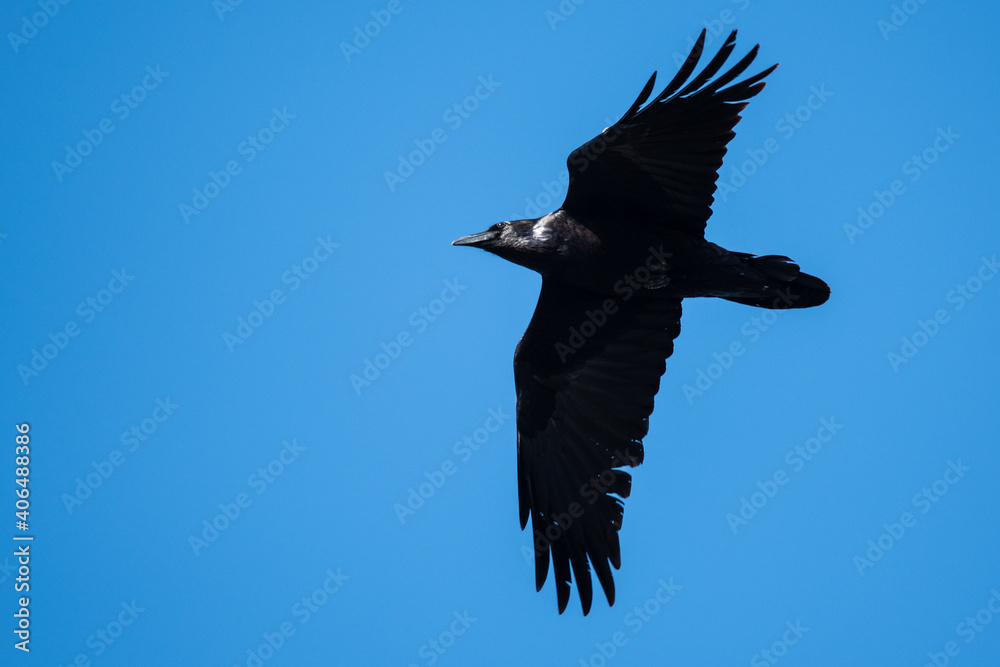 Fototapeta premium Common Black Raven Flying in a Blue Sky