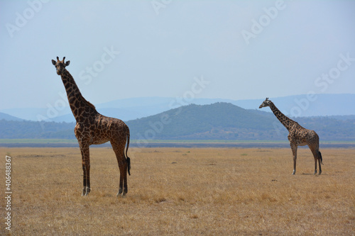 Photography giraffe in the savannah
