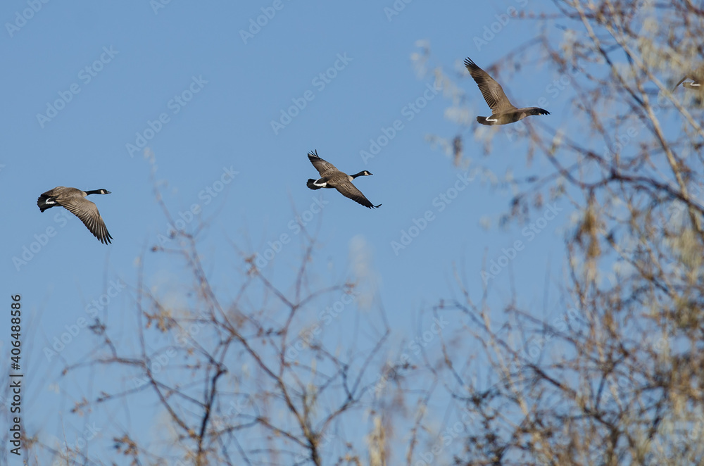 Three Canada Geese Flying Past the Autumn Trees Three Canada Geese Flying Past the Autumn Trees