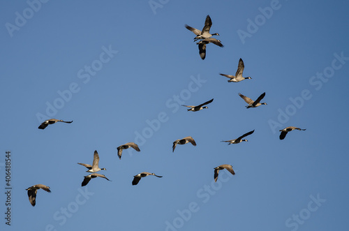 Flock of Canada Geese Flying in a Blue Sky © rck