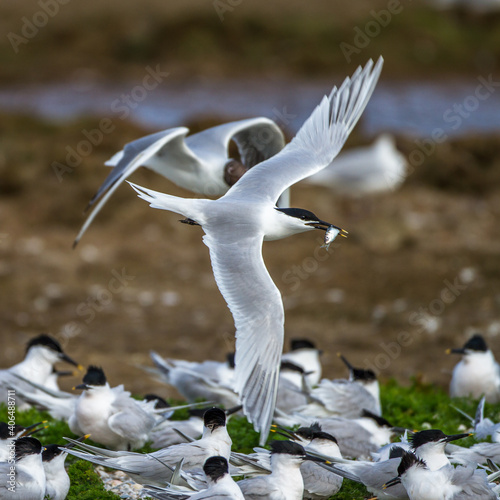 Brandseeschwalbe (Sterna sandvicensis) photo