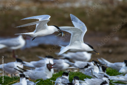 Brandseeschwalbe (Sterna sandvicensis) photo