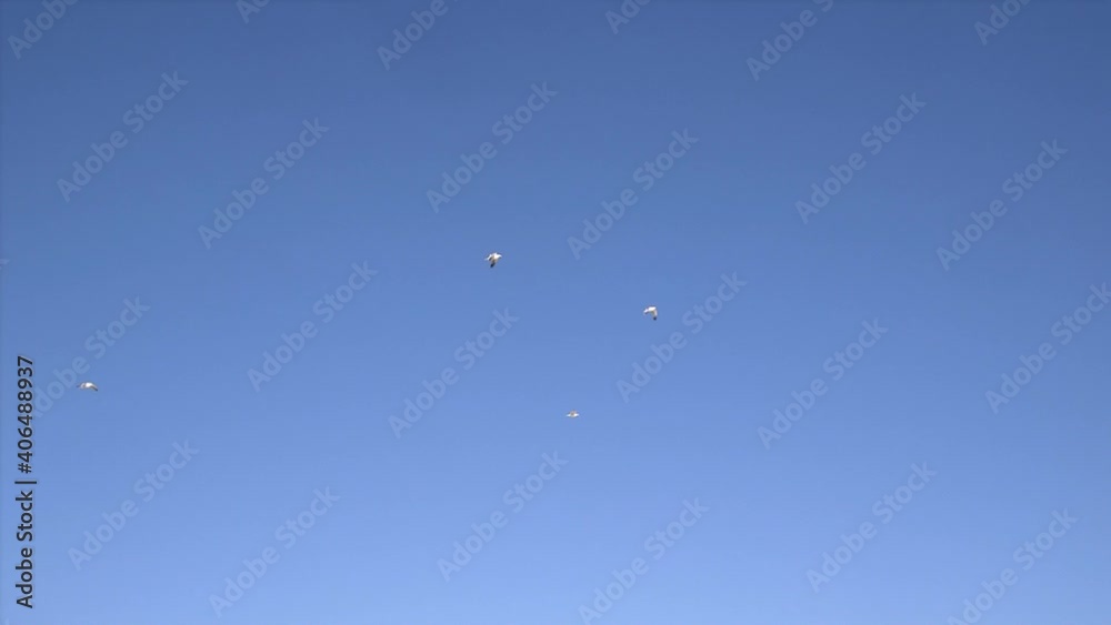Flocks of seagulls fly across the sky, Rocky Point, Puerto Peñasco, Gulf of California, Mexico. Flocks of seagulls fly across the sky, Rocky Point, Puerto Peñasco, Gulf of California, Mexico.