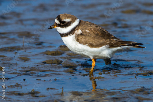 Sandregenpfeifer (Charadrius hiaticula) photo