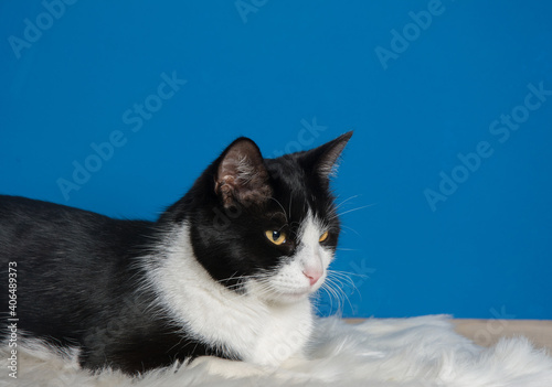 Close up beautiful black and white cat