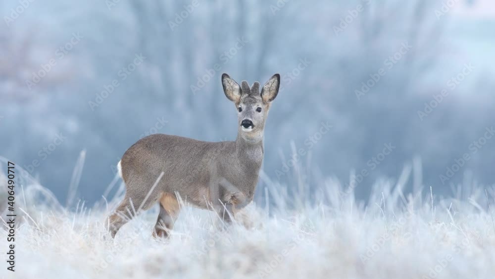 Wild roe buck grazing in a frost covered field during winter season Wild roe buck grazing in a frost covered field during winter season