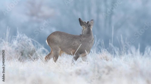 Wild roe buck grazing in a frost covered field during winter season