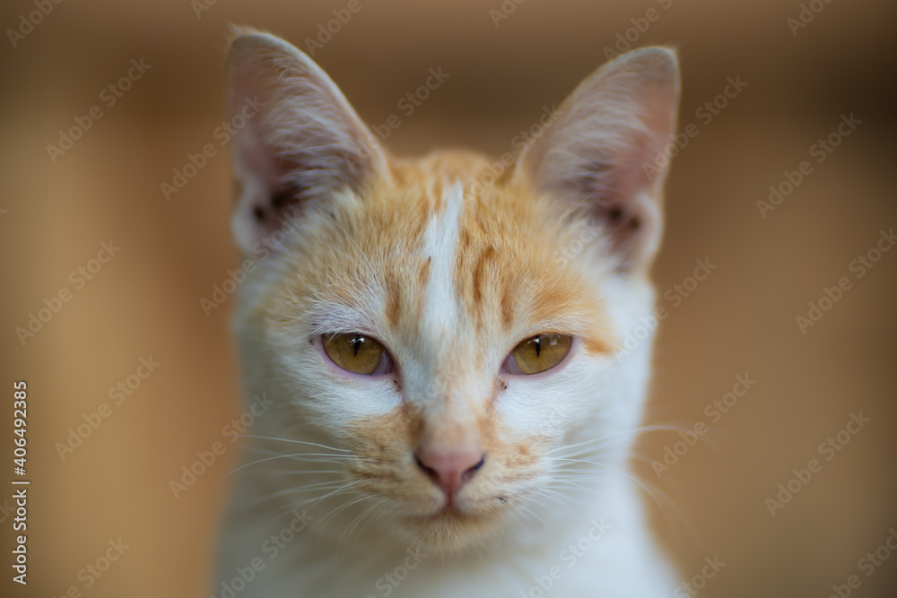 Natural Siamese cats in Thailand