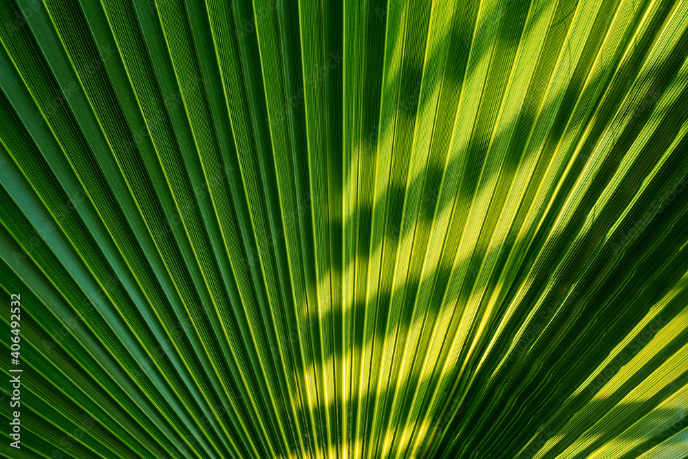 Big green palm tree leaf with black dark shadow textured background. Big green palm tree leaf with black dark shadow textured background.