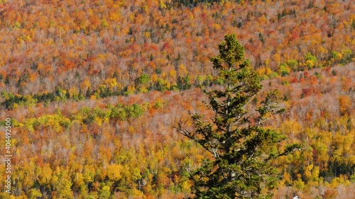 Autumn leaves on a mountainside in Maine. photo