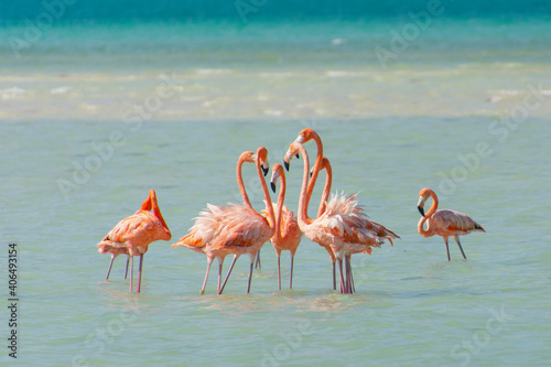 flamingos in the water on Isla Holbox in Mexico