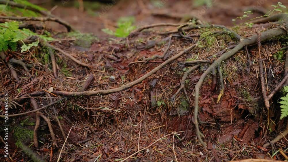 Pacific Northwest, Vancouver, British Columbia, Forest, Trees, Nature, Plants, Leafs, Roots. Pacific Northwest, Vancouver, British Columbia, Forest, Trees, Nature, Plants, Leafs, Roots.