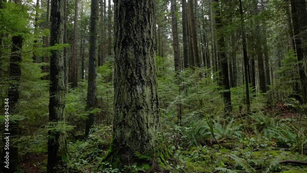 Pacific Northwest, Vancouver, British Columbia, Forest, Trees, Nature, Plants, Leafs, Roots. Pacific Northwest, Vancouver, British Columbia, Forest, Trees, Nature, Plants, Leafs, Roots.