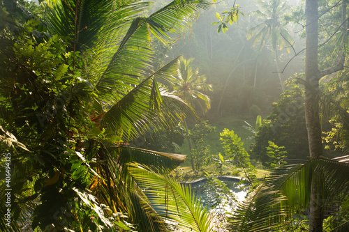 jungle in Sri Lanka