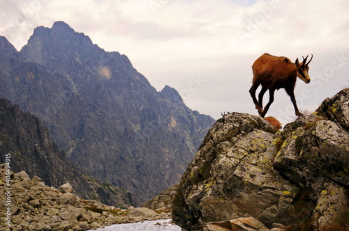 Fototapeta Naklejka Na Ścianę i Meble -  Beautiful evening mountain view with an young wild chamois running on the top of the rocks in High Tatras mountains in Slovakia
