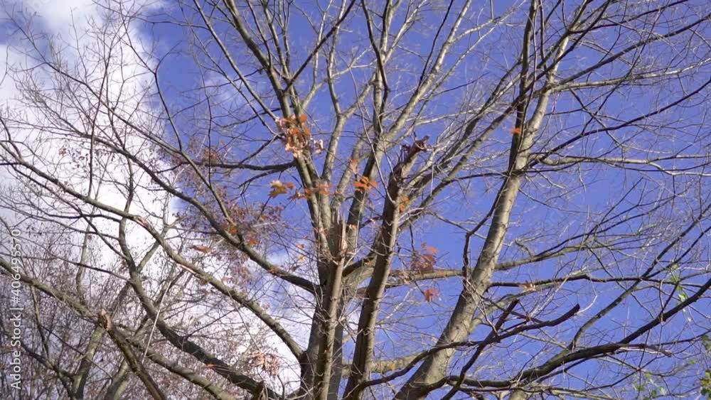 View up through trees towards sky in autumn. View up through trees towards sky in autumn.