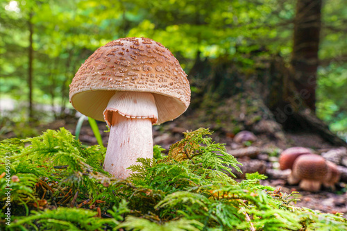 Obraz na płótnie Blusher mushroom (Amanita rubescens), Edible Mushroom