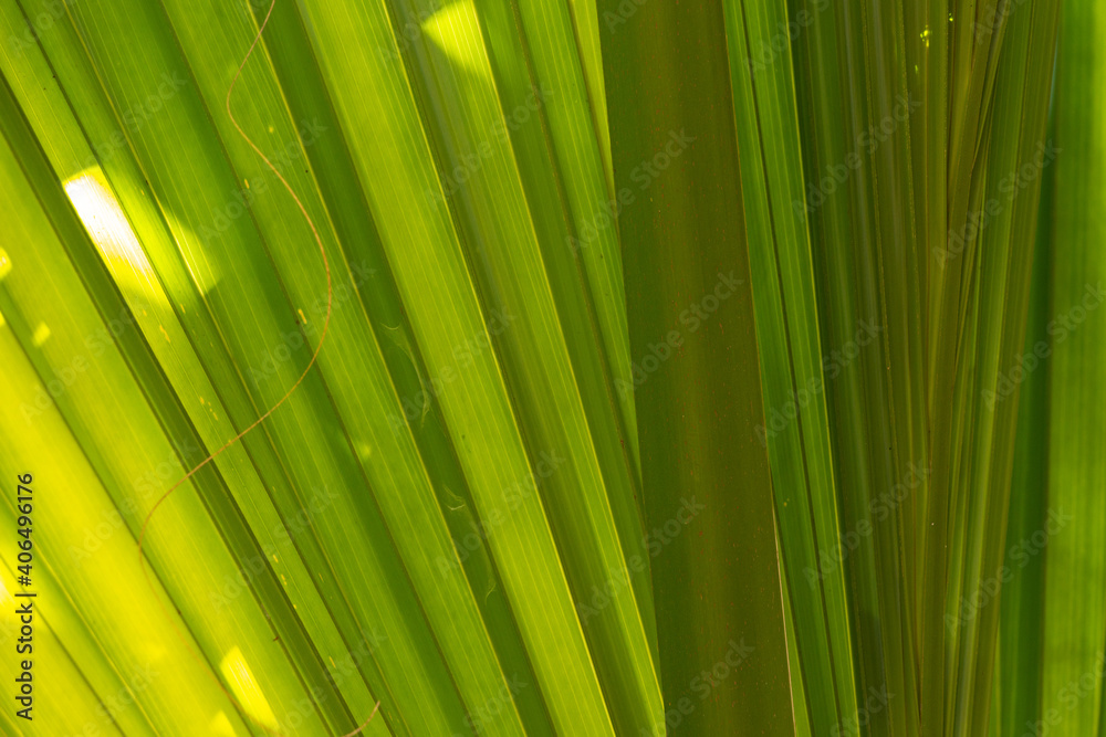 Fan Palm Leaves in Sunlight Fan Palm Leaves in Sunlight